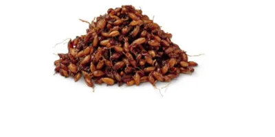 Sproutgrain oat- daigintos pilno grūdo avižos